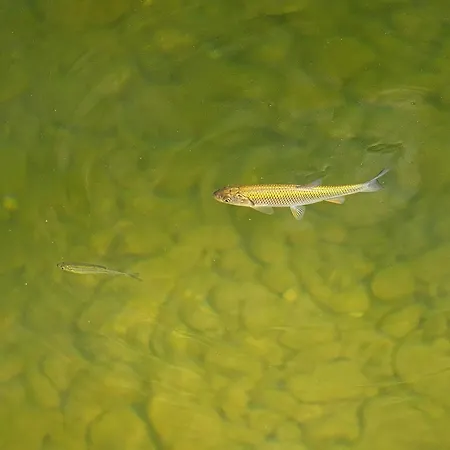 Rzav, Ti I Ja. 펜션 Arilje